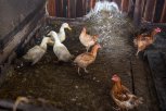 Потерявшие поголовье домашней птицы из-за гриппа амурчане получат компенсацию