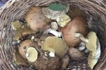 Первые боровики и маслята собирают грибники на севере Амурской области
