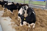 На новую мегаферму в Ивановском округе приехали коровы из Дании