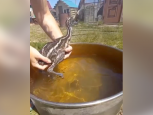 Ванна для страусят: как купает экзотических эму летом жительница Благовещенска