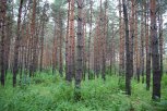 Амурская область вошла в топ самых лесистых регионов в стране