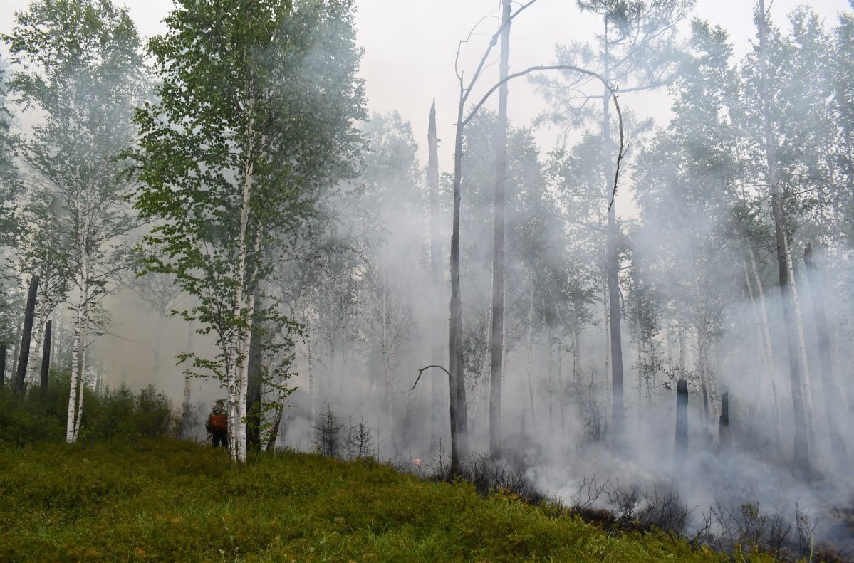 Пожар леса фото
