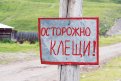 В Амурской области от укусов клещей пострадали 26 человек. Фото: kp.ru