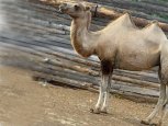 Контрабандных верблюдов привез в Амурскую область житель Михайловского района