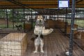 В приют Шимановска привозят бездомных собак со всей области: что скрывается за высоким забором