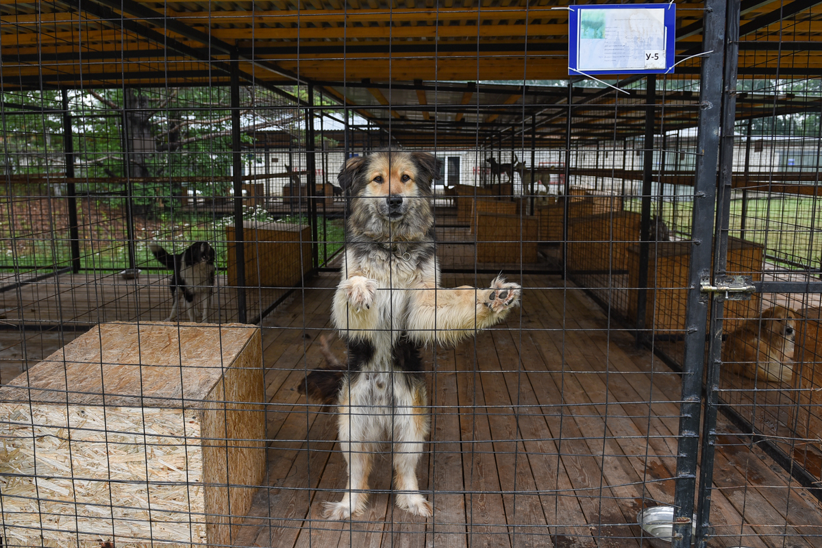 Дружелюбный к собакам округ Колумбия: лучшие места для домашних животных | Вашингтон