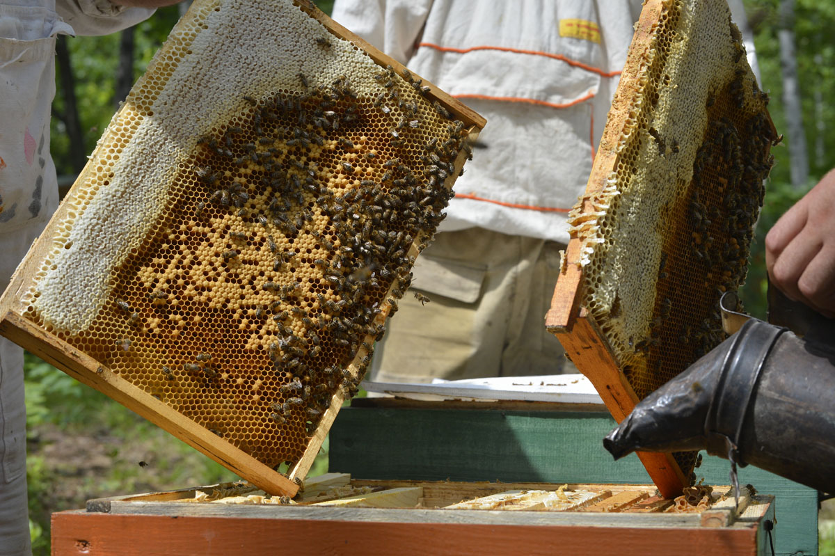 Тропилелапсоз пчел. Пасека осенью. Пчелы осенью. Кормежка для пчел. Пчеловодство в Таджикистане.