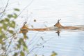 Охотоведы Амурской области готовятся к сезону миграции косули. Фото: Архив АП