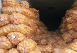 В Приамурье не пустили привезенный из Китая картофель с вирусом вироида