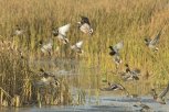 Дичь под прицелом: в Амурской области открывается сезон охоты на водоплавающих птиц