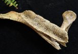 Кости амурского динозавра дополнят на 3D-принтере и покажут в Санкт-Петербурге