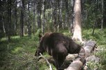 Информация о нападении медведя в Мазановском районе оказалась фейком