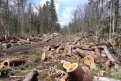 Амурчанин получил условный срок за незаконную вырубку деревьев. Фото: t-l.ru