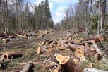 Житель Архаринского округа нарубил деревьев на миллион рублей