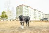 В Амурской области увеличат квоту на отлов бездомных собак
