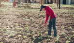 В Амурской области девять молодых аграриев получили единовременные выплаты от региона