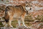 В Приамурье на выплаты охотникам за добытых волков выделили 4,5 миллиона рублей