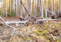 В Амурской области золотодобытчика обвиняют в незаконной вырубке деревьев. Фото: epp.genproc.gov.ru