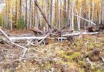 В Зейском округе золотодобытчик незаконно нарубил деревьев на 174 тысячи рублей