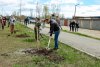 Амурчан  приглашают сажать кедры и ели на всероссийской акции «Сохраним лес»