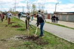 Амурчан  приглашают сажать кедры и ели на всероссийской акции «Сохраним лес»