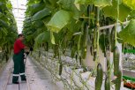 Три тысячи тонн овощей: новые теплицы на амурском предприятии построены наполовину