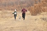 Амурчан приглашают стать зрителями гонок с участием собак на базе «Динамо»