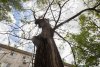В Амурской области на уборку сухостойных деревьев выделили 62 миллиона рублей