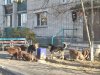 Власти Белогорска просят изменить региональный закон об отлове бездомных собак