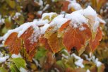 На севере Приамурья небольшой снег, на юге — без осадков: прогноз погоды