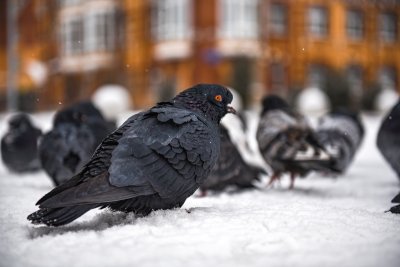 Небольшой снег покроет землю на севере Амурской области в первый день ноября