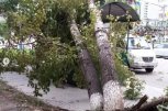 До конца года в Приамурье спилят более трех тысяч опасных деревьев