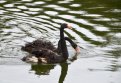 В Ивановке не стало пары черных лебедей. Фото: t.me/amurecivanovka