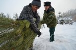 Амурские лесхозы начали заготовку новогодних елей: цена будет зависеть от породы дерева и высоты