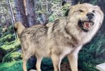 В Зейском музее появились новые экспонаты: волк местного ветеринара и кабан Борис