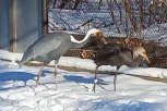 Щиплет за ногу и дергает перья: в Муравьевском парке пытаются подружить черного и даурского журавлей