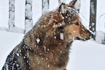 «Собаки зиму не переживут»: в Амурской области предприниматель бросил бездомных животных в тайге