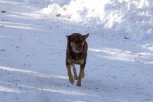 Житель Белогорского округа поплатится за агрессию своей собаки