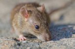 В амурской колонии крыса укусила за лицо годовалого малыша