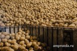 Амурскому фермеру придется уничтожить урожай картофеля из-за вируса клубней
