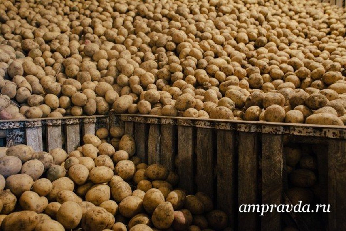 В Белогорском округе выявили зараженный опасным для урожая вирусом картофель. Фото: Архив АП