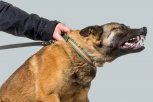 Житель Свободного заплатит 10 тысяч рублей за внезапную агрессию своей собаки