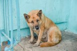Двоих жителей Шимановска осудили за жестокое убийство бездомной собаки