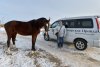 Благодаря президентскому гранту 40 юных амурчан с инвалидностью прошли иппотерапию