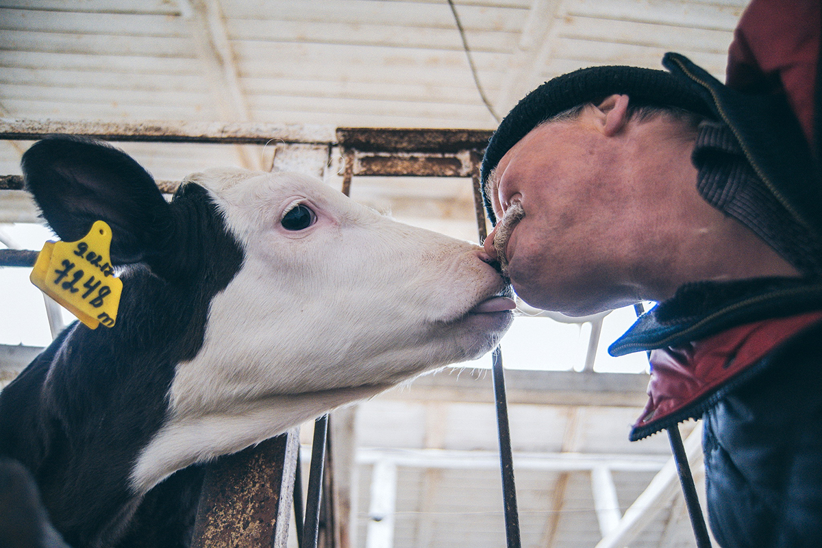 От вида животного зависят сроки его постановки на учет: коров промаркируют до 1 сентября. Архив АП