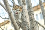 Новый случай бешенства у домашнего кота выявили в селе Украинка Серышевского округа