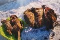 Пять тушек фазанов изъяли у охотившихся в Ивановском округе благовещенцев.Фото: amurohota.amurobl.ru