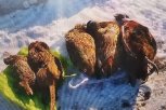 Амурские охотники в закрытые сроки убили семь фазанов
