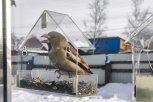 Сибирский антициклон сохранит морозную погоду в Амурской области еще на день