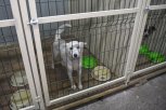 В Амурской области почти 500 отловленных с улиц собак нашли новых хозяев